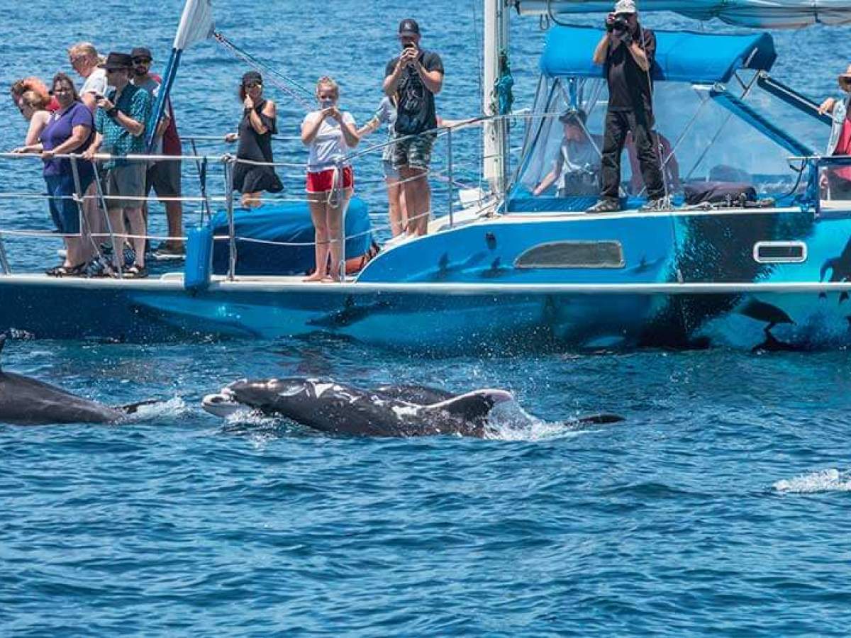 People getting up close with Patches aboard Capt. Dave's whale watching catamaran DolphinSafari