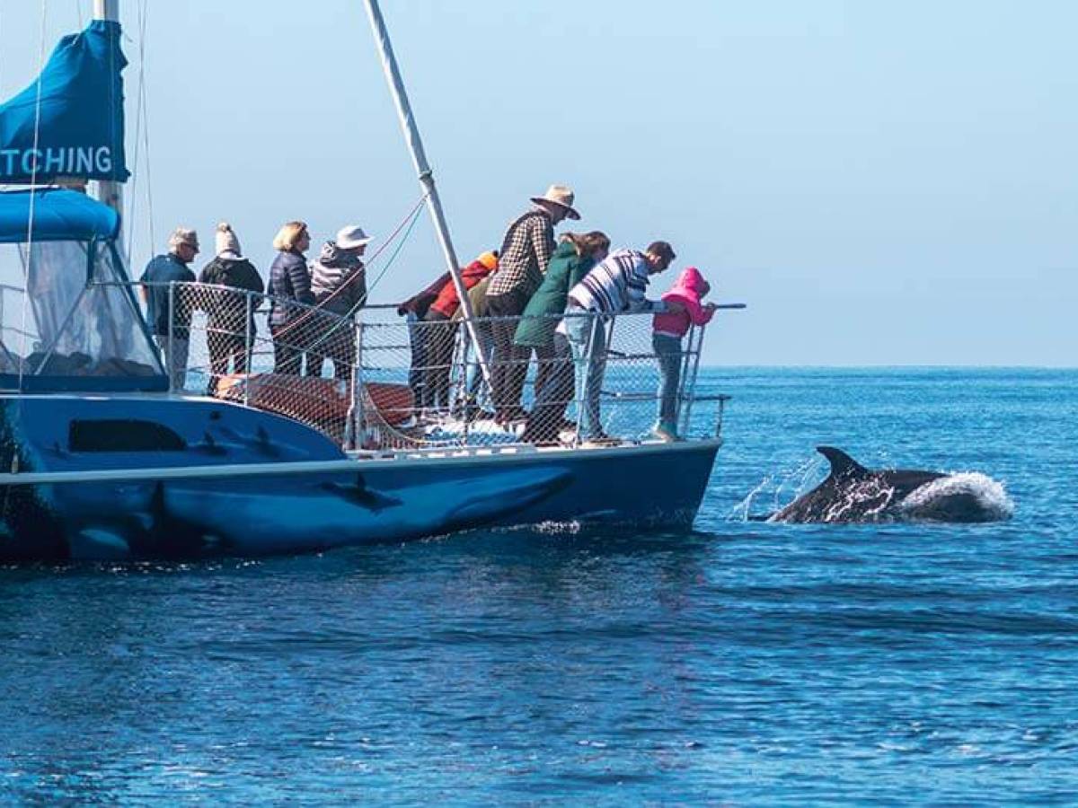People getting up close with dolphins aboard Capt. Dave's whale watching catamaran DolphinSafari