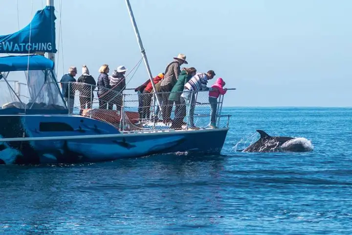 People getting up close with dolphins aboard Capt. Dave's whale watching catamaran DolphinSafari