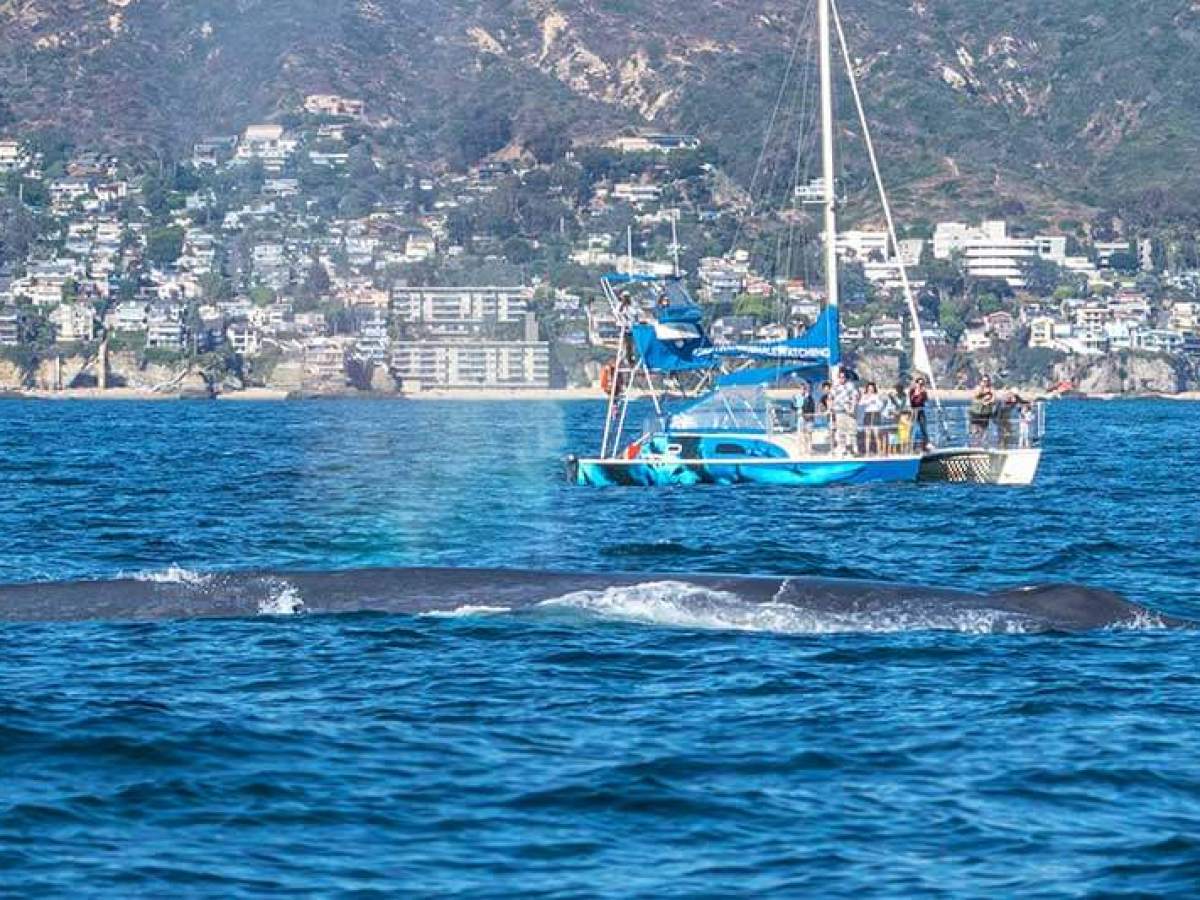 People watching a blue whale aboard Capt. Dave's whale watching catamaran DolphinSafari