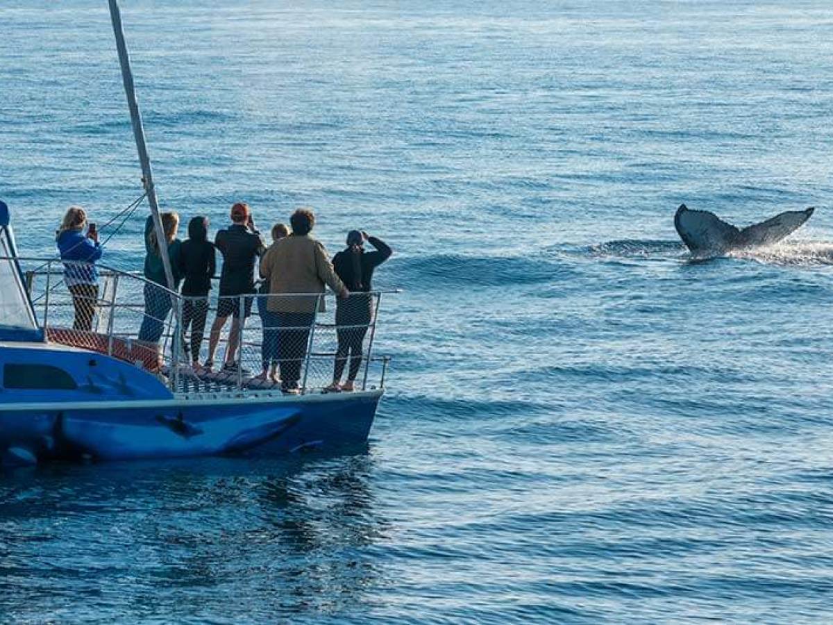 People watching a humpback whale aboard Capt. Dave's whale watching catamaran DolphinSafari