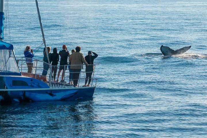People watching a humpback whale aboard Capt. Dave's whale watching catamaran DolphinSafari