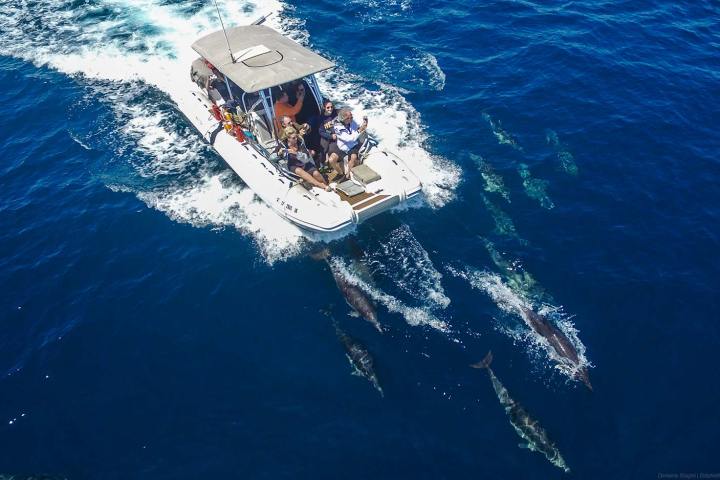 Fast Cat surrounded by dolphins, by drone operator Domenic Biagini, during our whale watching safari.