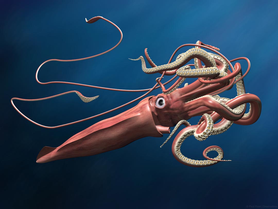 Giant-Squid_copyright-Paul-Fleet-Dreamstime Giant Squid Illustration