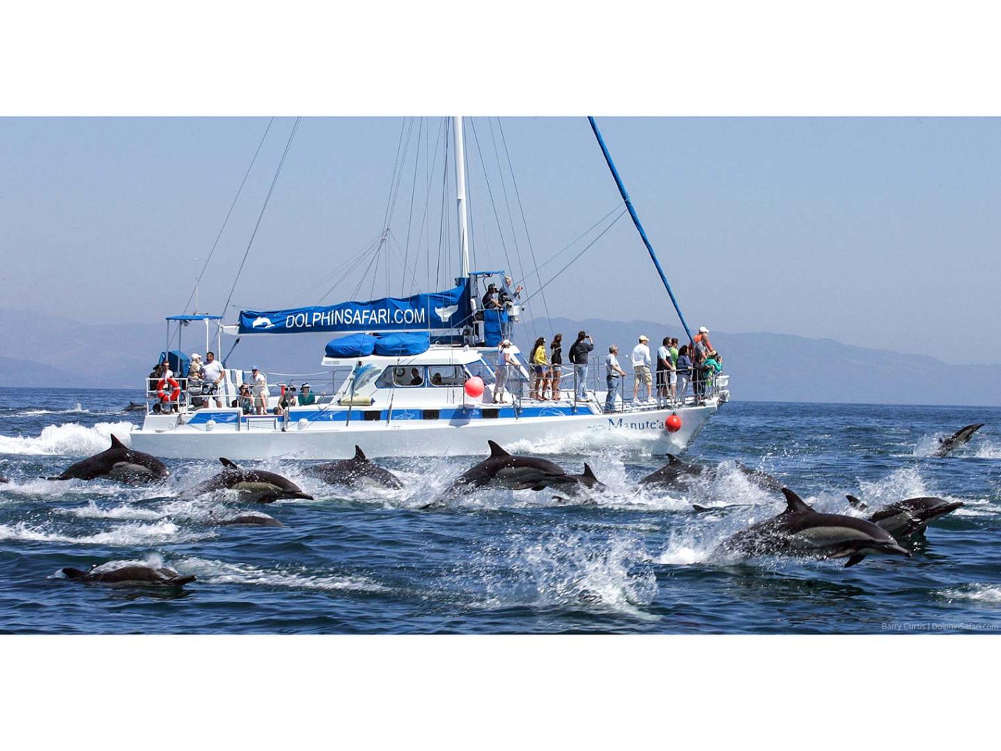 Dolphin stampede surrounds Manute'a