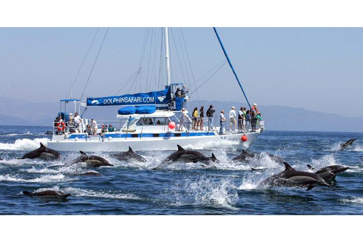 Dolphin stampede surrounds Manute'a