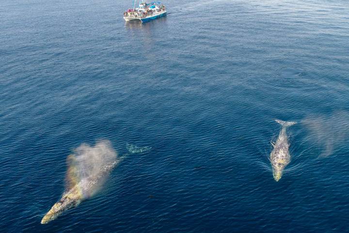 Two gray whales and catamaran Manute'a