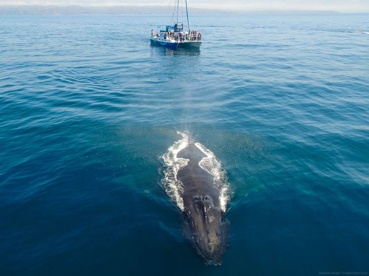Manute'a watching a humpback whale