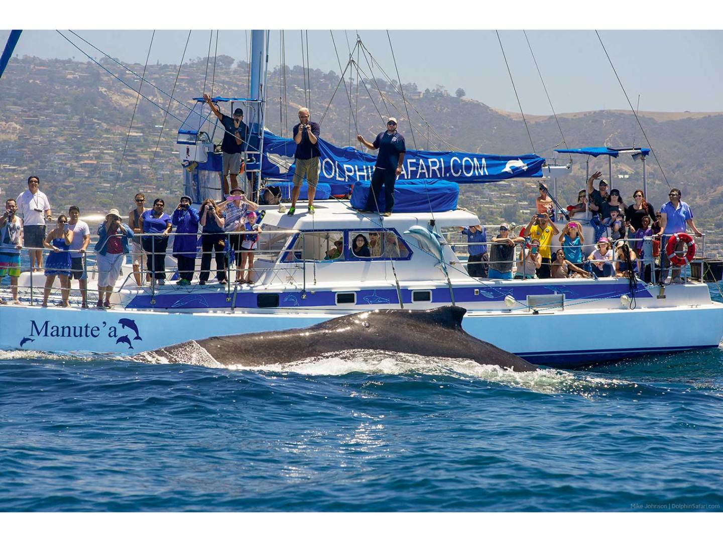 Humpback whale surfaces next to Manute'a