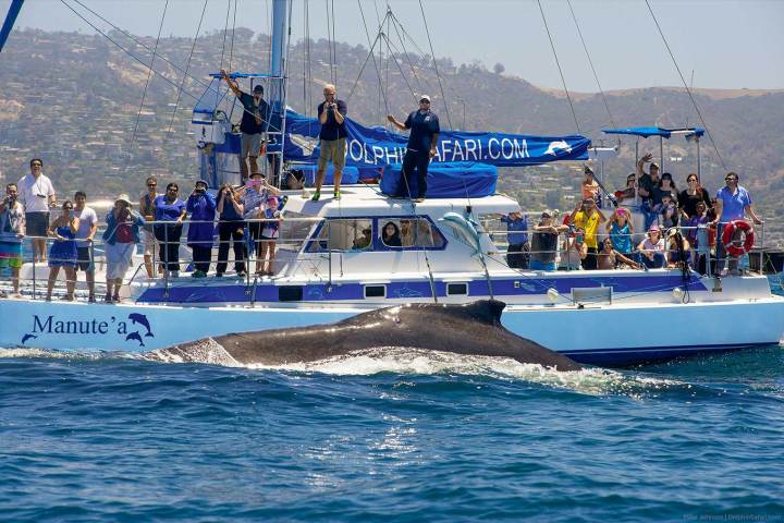 Humpback whale surfaces next to Manute'a