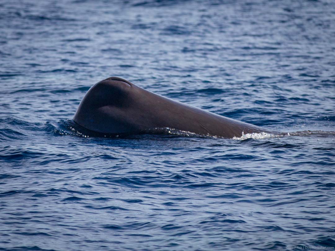 Sperm-Whale-4403_copyright-Dolphin-Safari Sperm Whale Spout