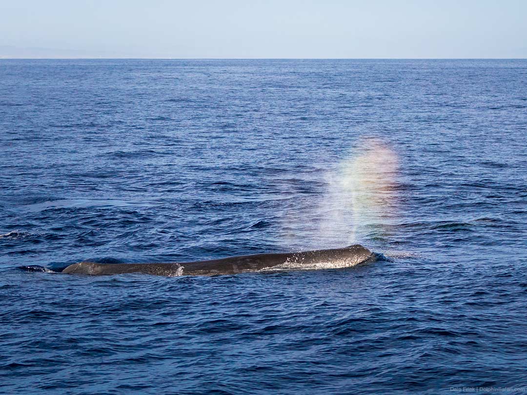 Sperm-Whale-4790_copyright-Dolphin-Safari Sperm Whale Spouting a