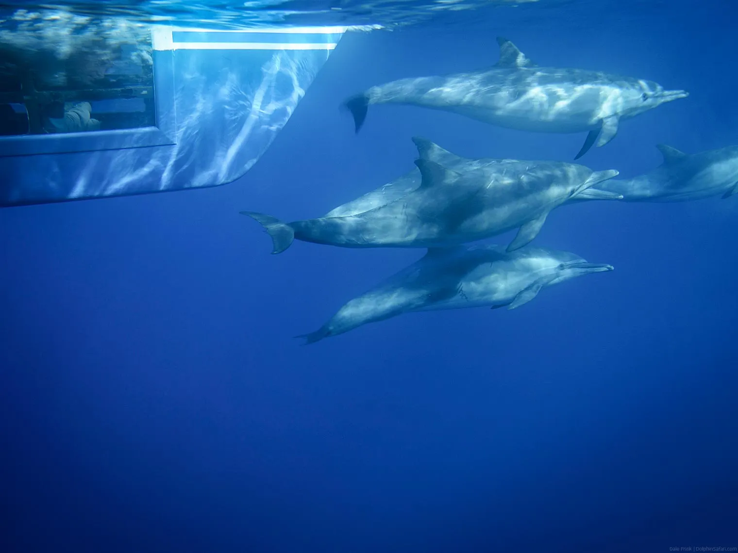 Passenger watching dolphins from underwater viewing pod on Manute'a