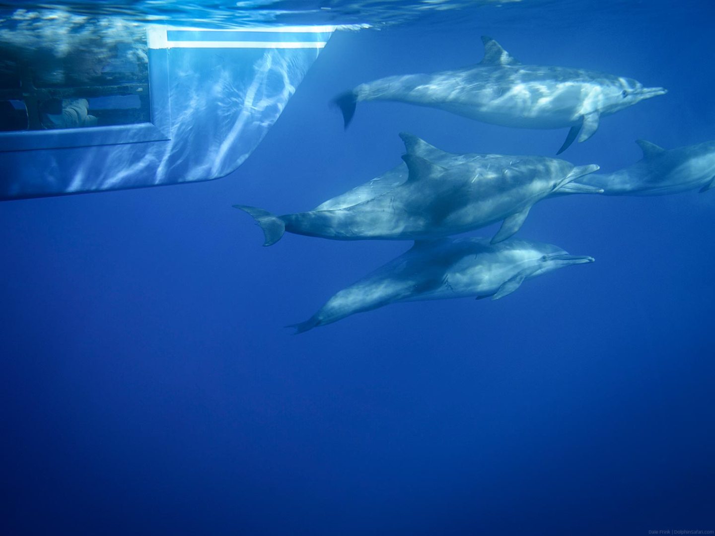Passenger watching dolphins from underwater viewing pod on Manute'a