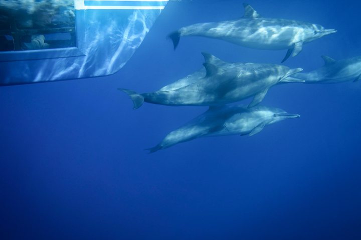 Passenger watching dolphins from underwater viewing pod on Manute'a
