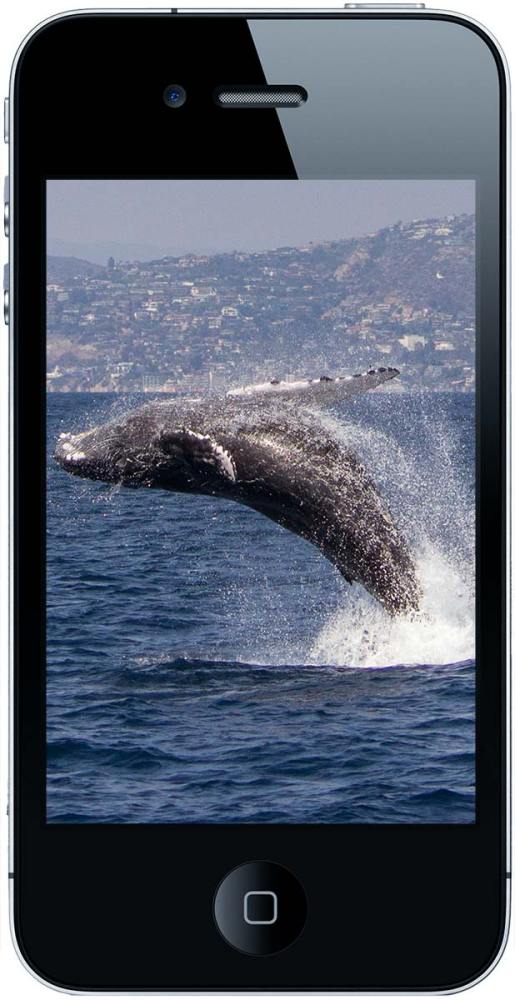 Smartphone showing humpback whale photo