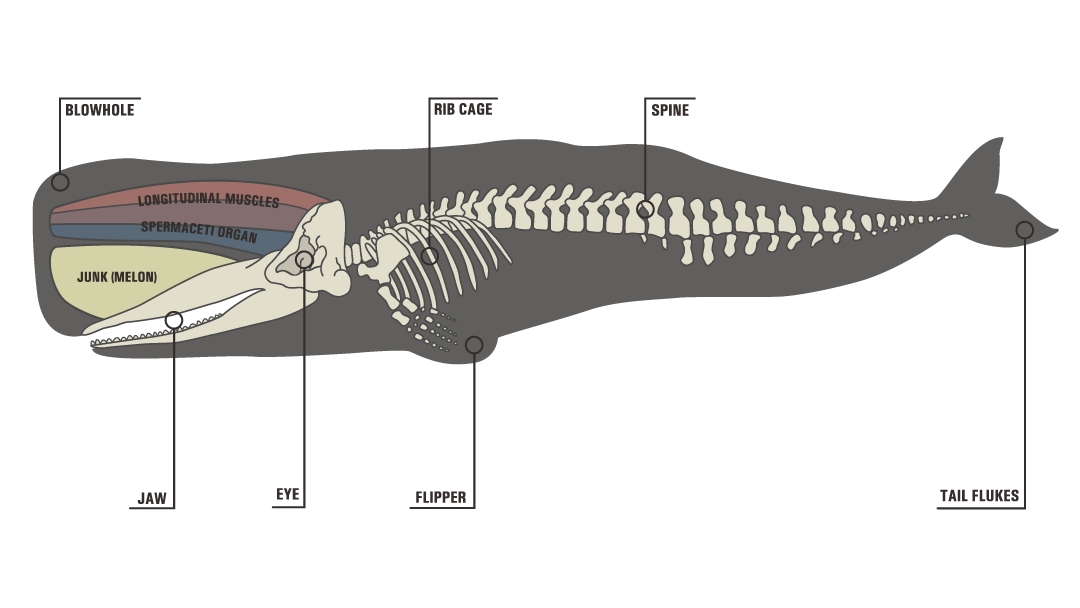 sperm-whale-skeleton-illustration_cAnastasiia-Polonet-Dreamstime Sperm Whale Illustration Identifying its Skeleton