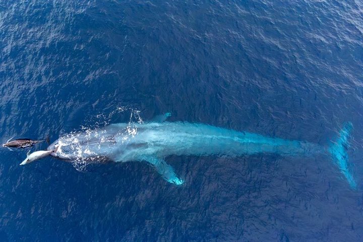 Drone view of dolphins swimming near the head of a blue whale off the coast of Dana Point, California during Capt. Dave's Dolphin & Whale Watching Safari