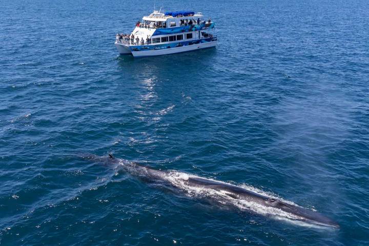 Hoku Nai'a Whale Watching Power Catamaran and a fin whale off the coast of Dana Point, CA