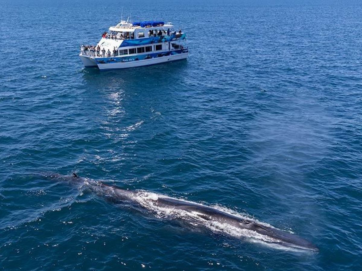 Hoku Nai'a Whale Watching Power Catamaran and a fin whale off the coast of Dana Point, CA