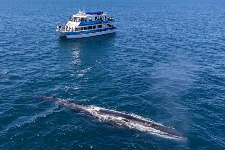 Hoku Nai'a Whale Watching Power Catamaran and a fin whale off the coast of Dana Point, CA