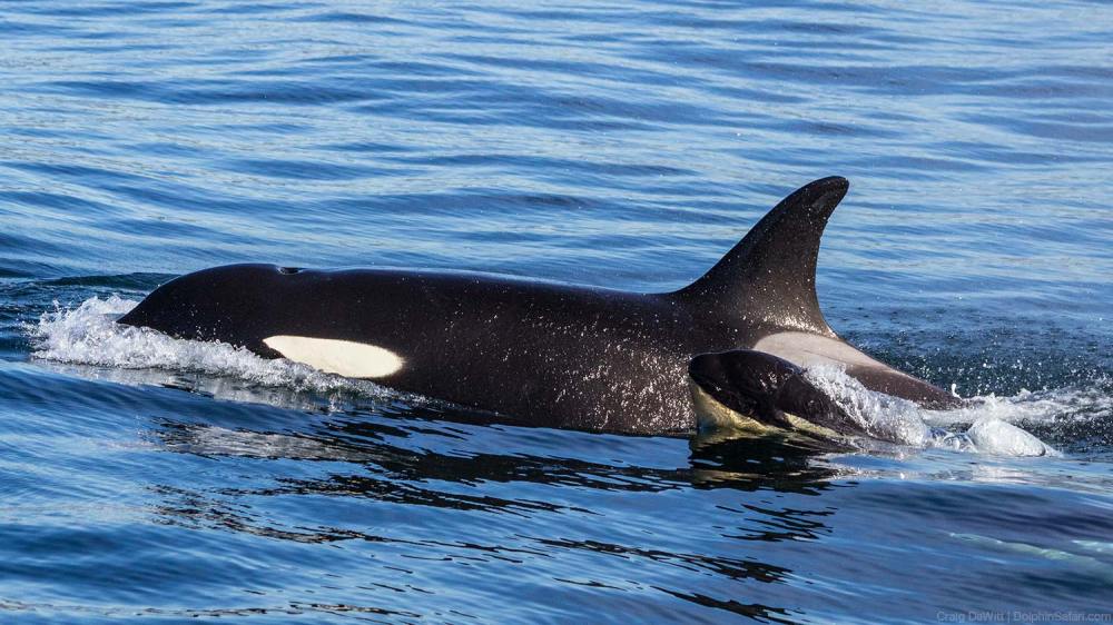 Killer Whale Mother and Calf