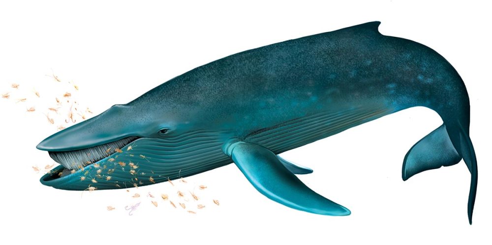 Blue whale eating krill illustration