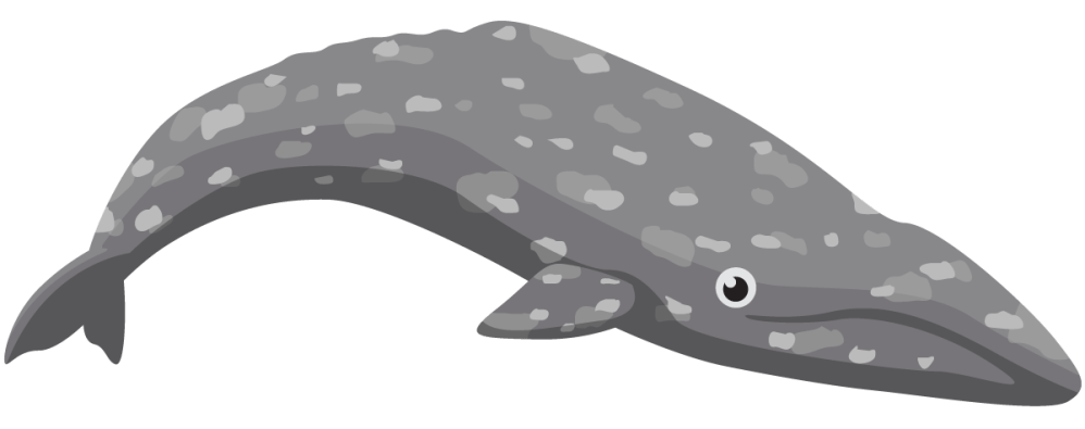 Gray Whale Cartoon