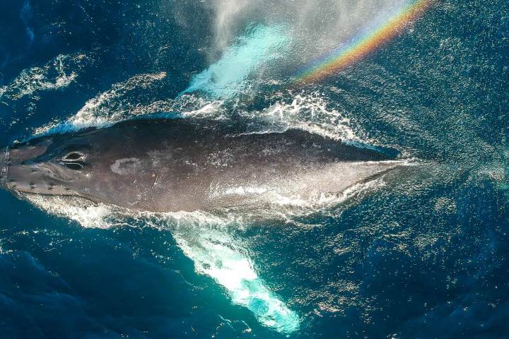 Drone view of humpback whale blowing rainbow