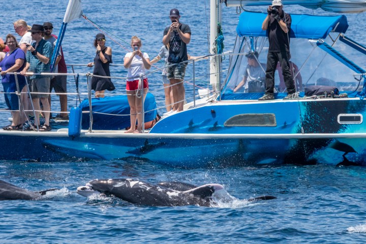 Bottlenose Dolphin called Patches swims next to catamaran DolphinSafari