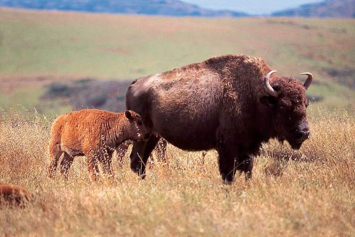 Baby Buffalo credit: Catalina Island Chamber of Commerce & Visitors Bureau