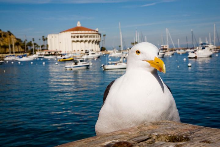 Catalina island casino and a curious seagull © Crodenberg | Dreamstime