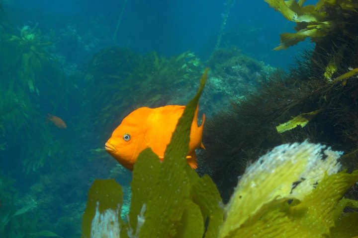 Garibaldi in Kelp Forest at Pirate's Cove, Catalina Island © Underwatermaui | Dreamstime