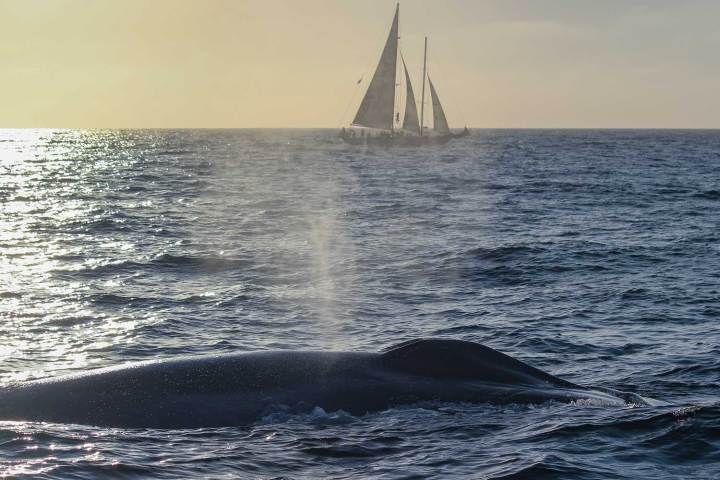 Blue whale surfaces with tall ship Curlew in background during sunset