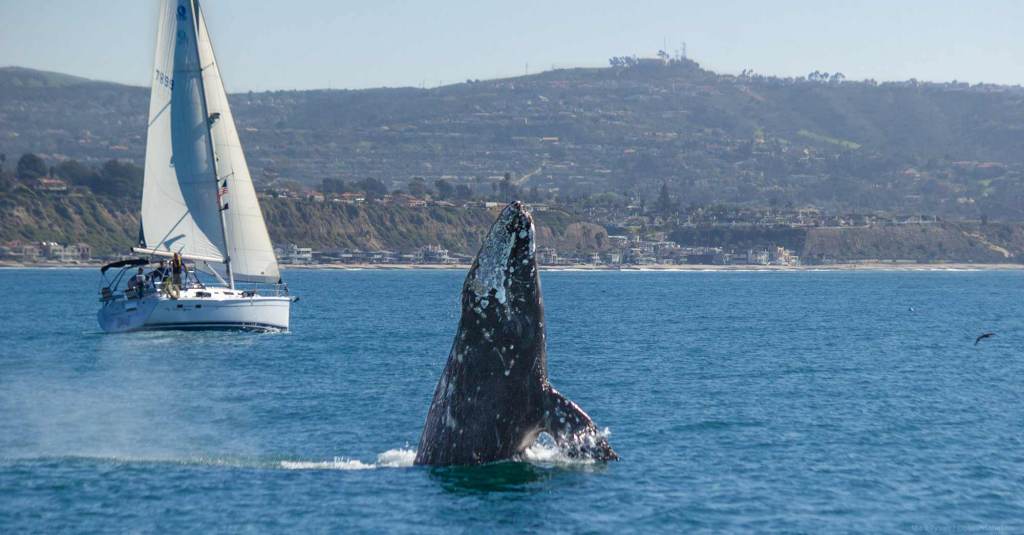 Gray Whale Breaching Near Sailboat off Dana Point