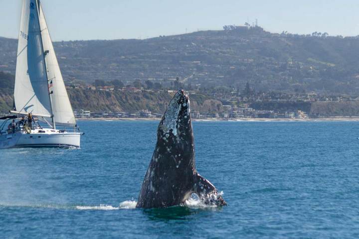 Gray Whale Breaches Near Sailboat near Dana Point Harbor Whale Watching