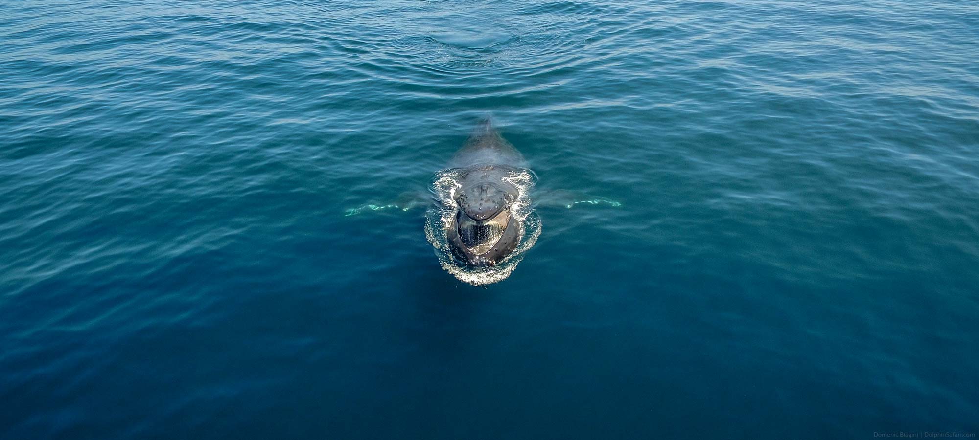 During Dana Point whale watching tours, a humpback whale is seen with mouth open while surface lunge feeding