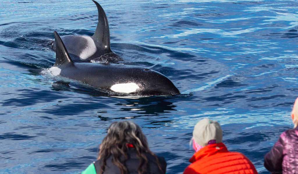 Two killer whales approach passengers on Capt. Dave's catamaran