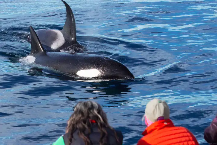 Two orcas (killer whales) approach Dana Point Harbor whale watching tour boat