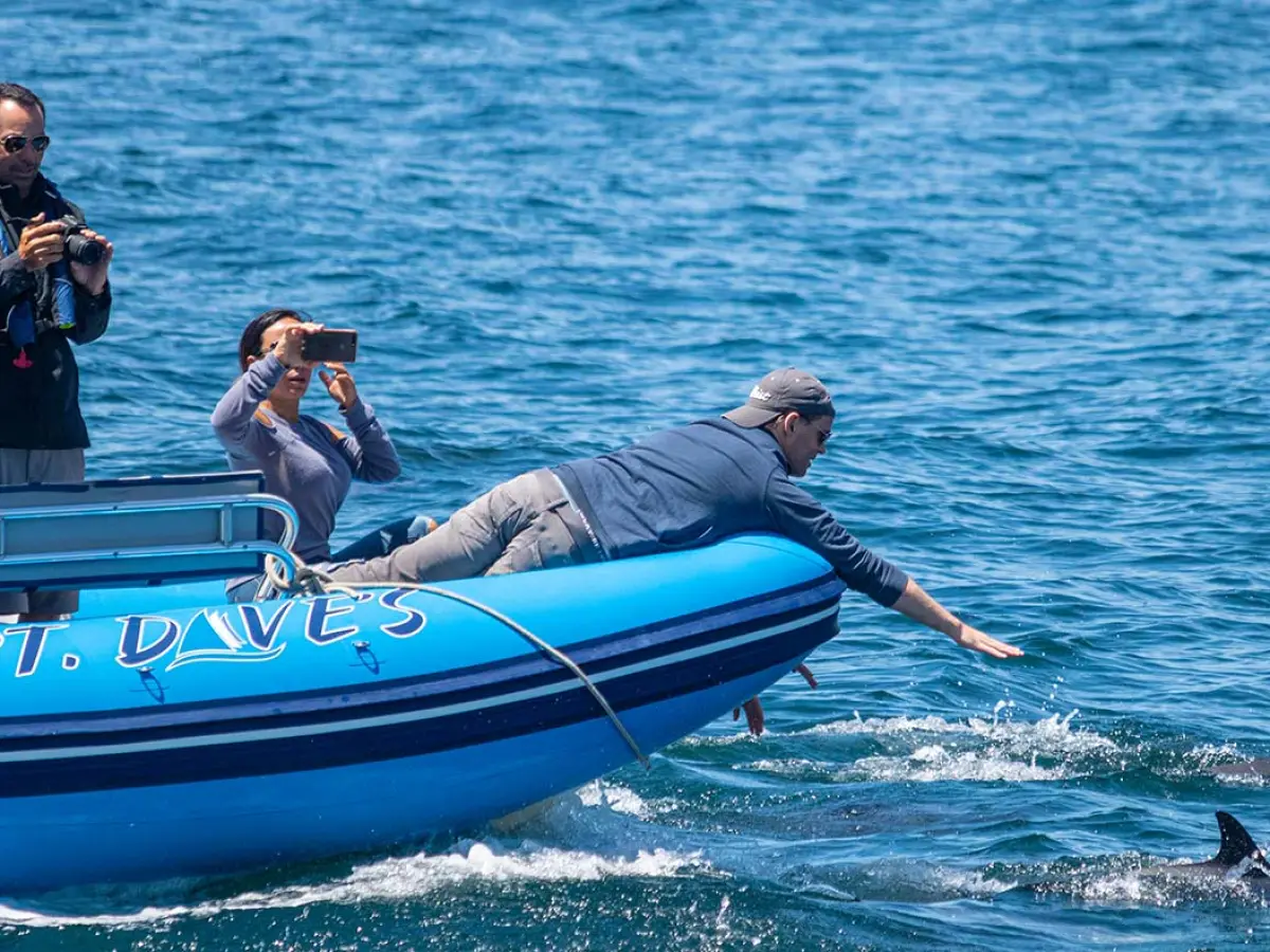 Within arm's reach of dolphins during zodiac whale watching trip