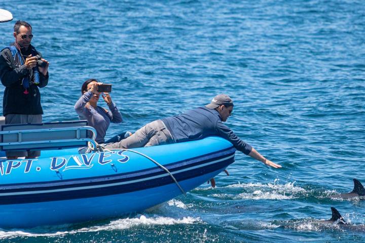 Within arm's reach of dolphins during zodiac whale watching trip