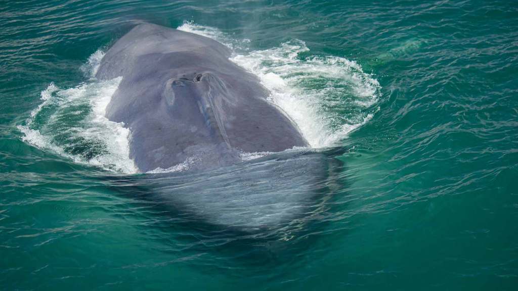 Blue whale heads towards Captain Dave's whale watching catamaran