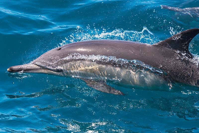 Long-beaked common dolphin Long-beaked common dolphin surfaces in clear blue seas