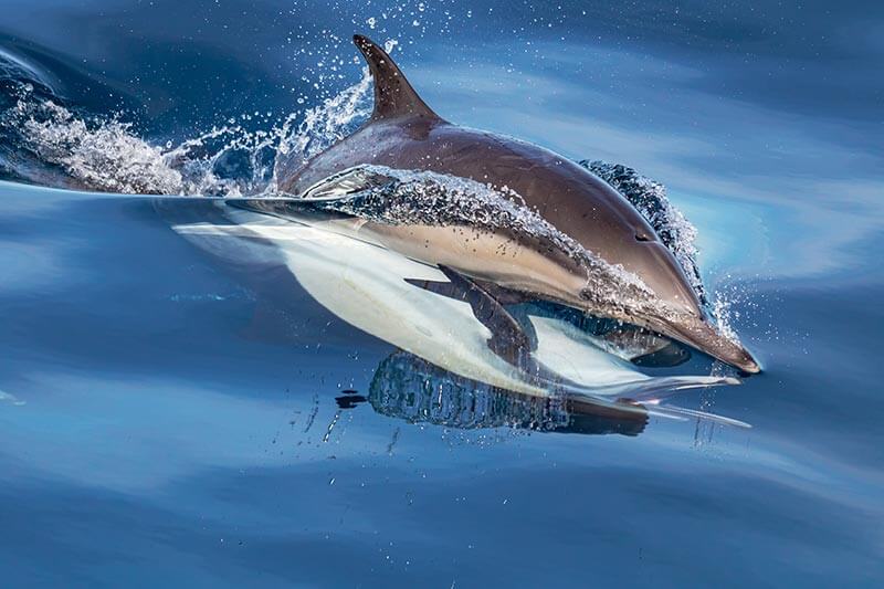 Common Dolphin Mating Behavior Two common dolphins engaged in mating behavior