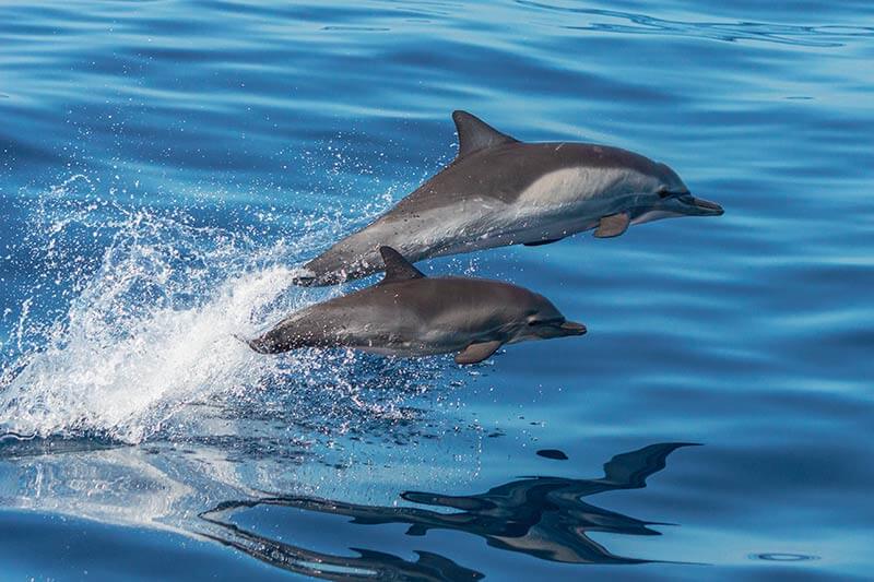 Mother and Calf Common Dolphins Mom and calf common dolphins leap through the air