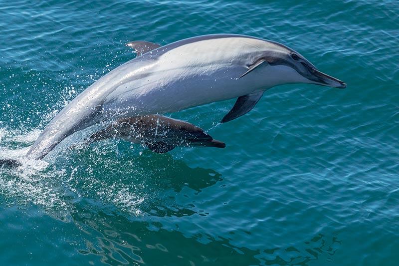 Common Dolphin and Calf Common dolphin leaps in the air while just below a calf jumps