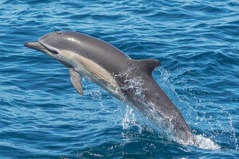 Short-beaked common dolphin Short-beaked common dolphin jumping out of the water during Dana Point whale watching trip