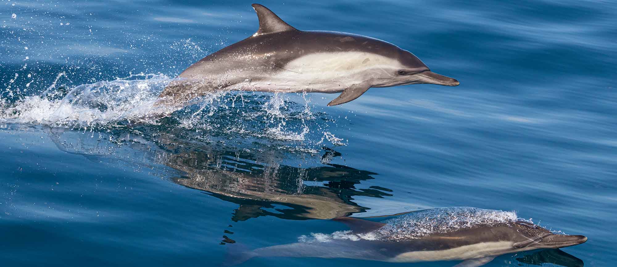 A common dolphin leaps out of the water while another swims at the surface