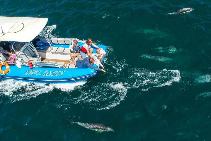 Fast Cat with family at the bow surrounded by dolphins