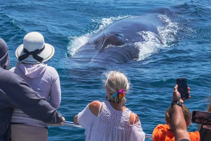 Fin whale heading right at passengers on the bow of Capt. Dave's catamaran
